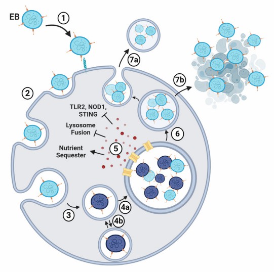 The C. trachomatis developmental cycle.