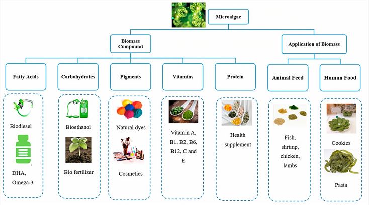 Bioproducts acquired from algal biomass and their applications.