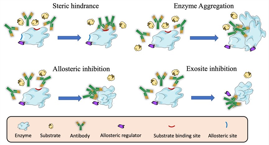 Different mechanisms of enzyme inhibition by antibodies