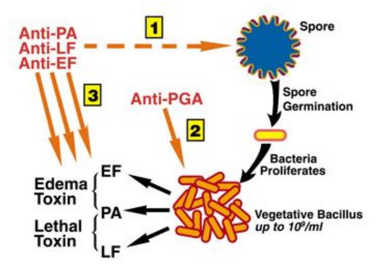 Comprehensive protection could be achieved by a combination of anti-PA, anti-LF, anti-EF, and anti-PGA mAbs that target major steps of the infection process. 