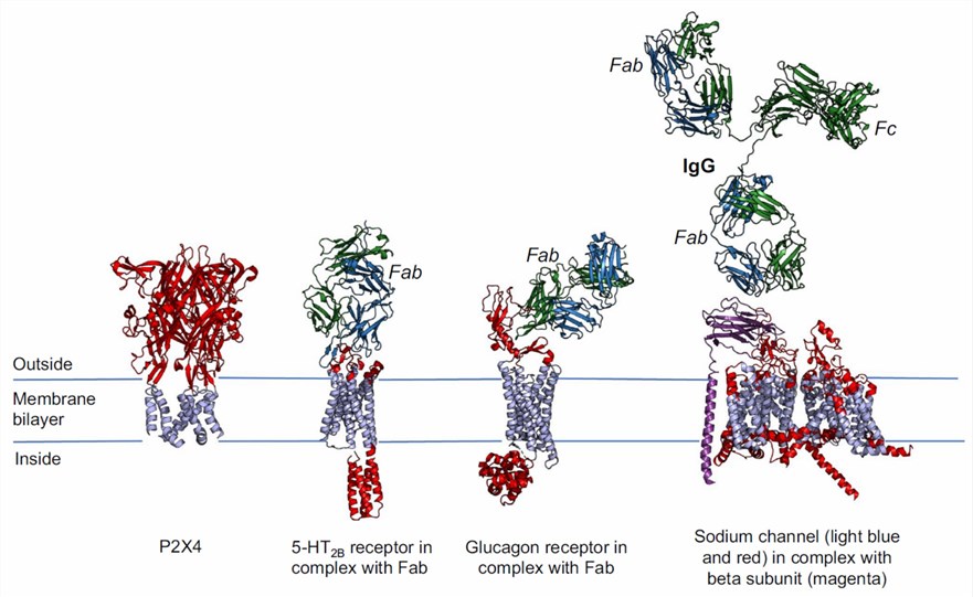 Diverse topologies of complex membrane proteins and interactions with antibodies.