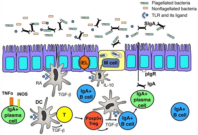 IgA and gut homeostasis. 