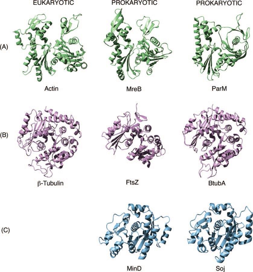 Structural comparison of eukaryotic and prokaryotic cytoskeletal proteins.