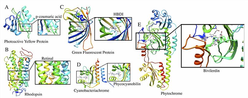 Structure of several photosensitive proteins.