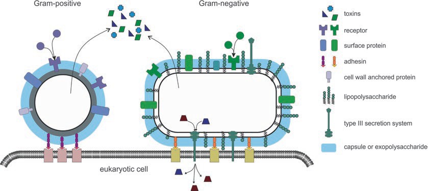 Overview of potential bacterial target antigens.