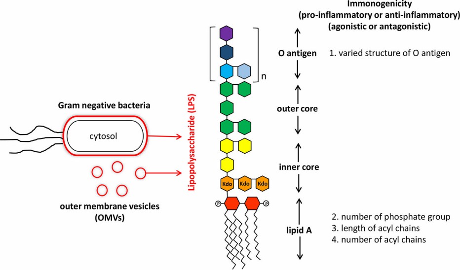 Structure of LPS from GNB.