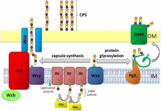 Schematic representation of CPS assembly in A. baumannii. 