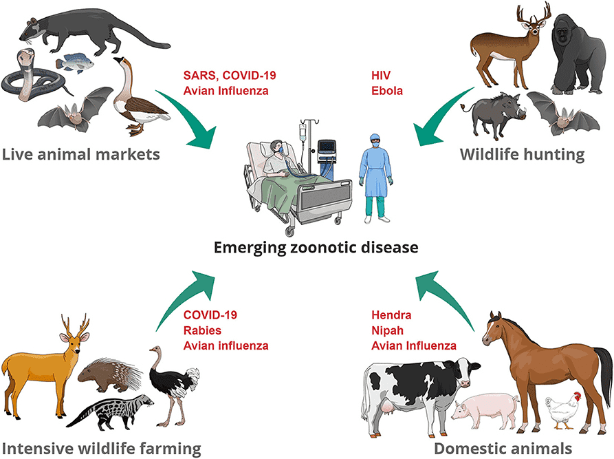 Examples of zoonotic diseases.