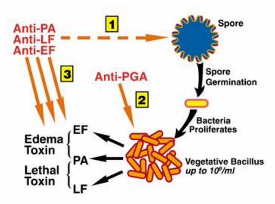 Comprehensive protection could be achieved by a combination of anti-PA, anti-LF, anti-EF and anti-PGA mAbs that target major steps of the infection process.