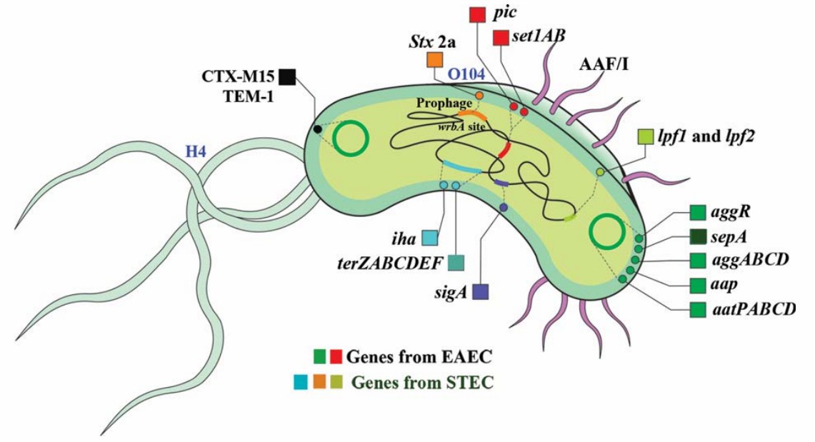 Hybrid characteristics of E. coli O104:H4 outbreak strain. 