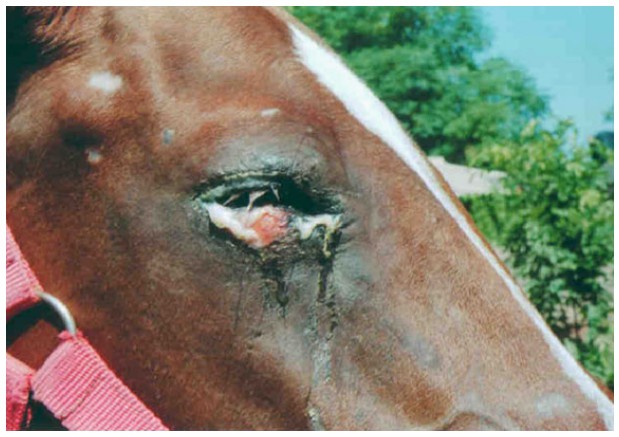 Severe mallein reaction in geldings with glanders.