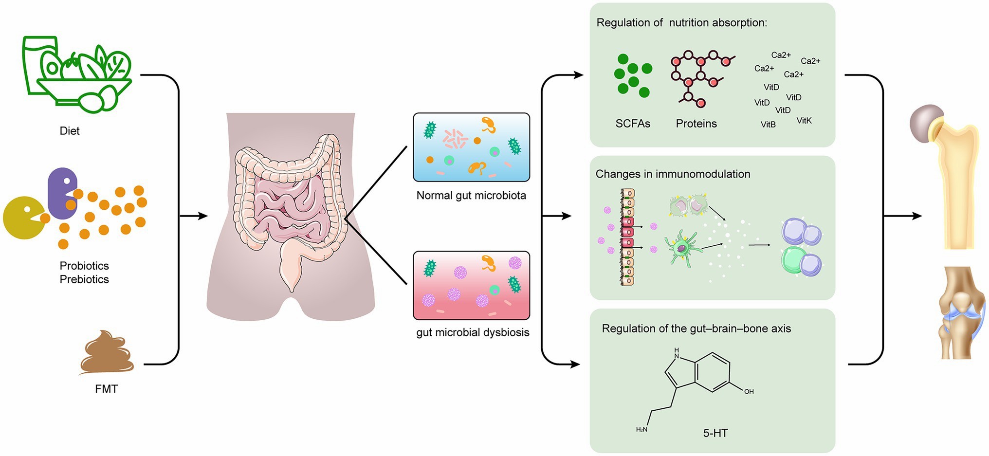 Role of GM in bone.