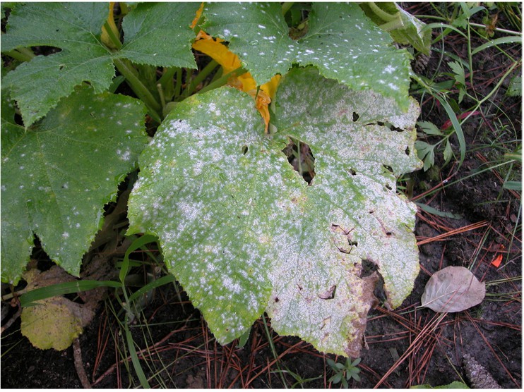 Powdery mildew, a biotrophic fungus.