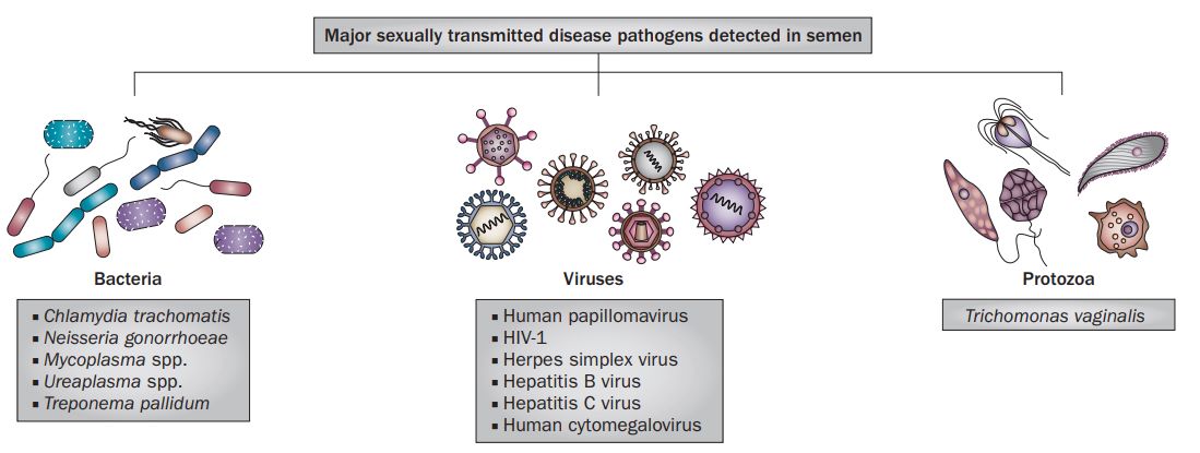 Major STIs pathogens detected in semen.