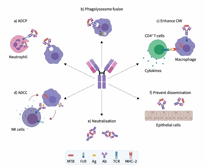 Potential mechanisms of action of antibodies in tuberculosis.