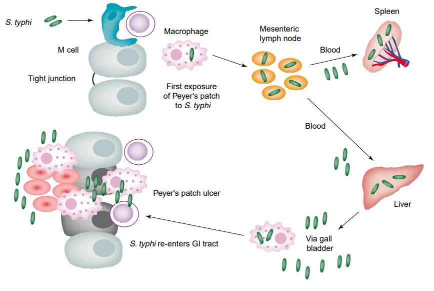 The natural history of Salmonella typhi infection. 