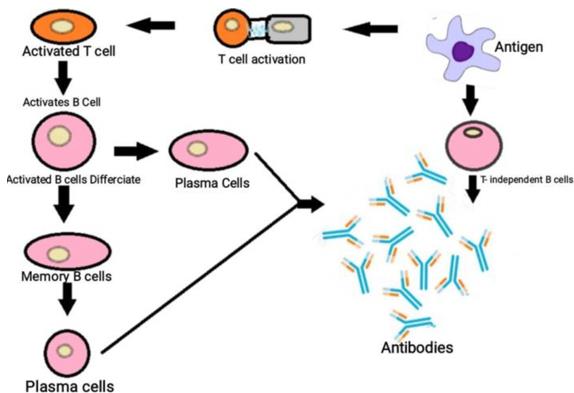 Activation of B cells and production of antibodies.