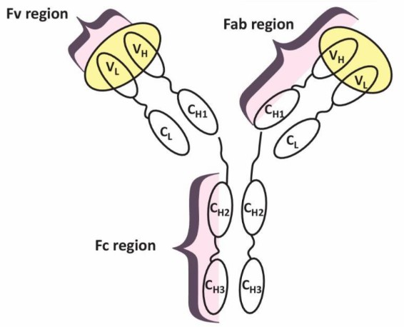 Schematic view of a full length antibody (the antigen binding sites are highlighted in yellow).