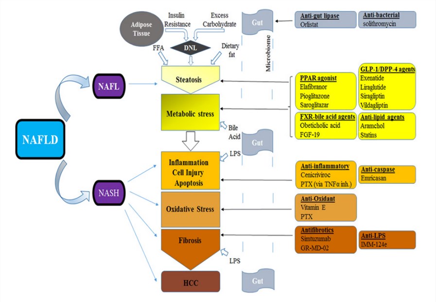 Pathologic processes in NAFLD and potential therapeutic targets