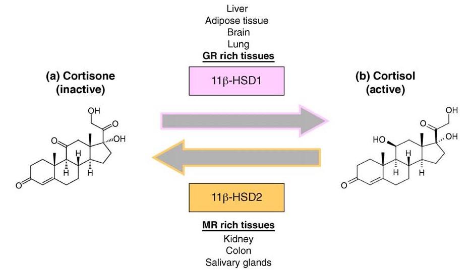 11β-HSD1 and regeneration of cortisol. 