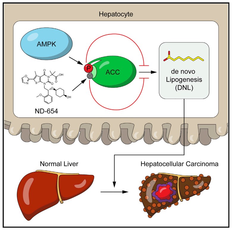 ND-654 reduces neutrophil recruitment and improves HCC survival.