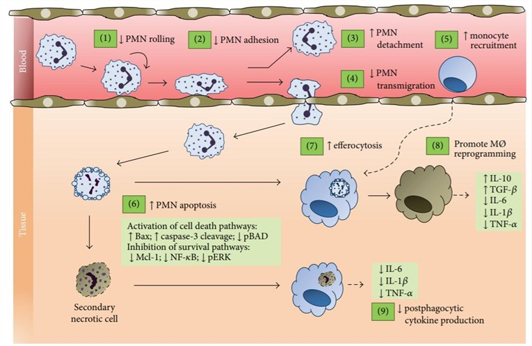 Cellular events associated with the anti-inflammatory and proresolving effects of annexin A1 (AnxA1) and its mimetic N terminal peptides.