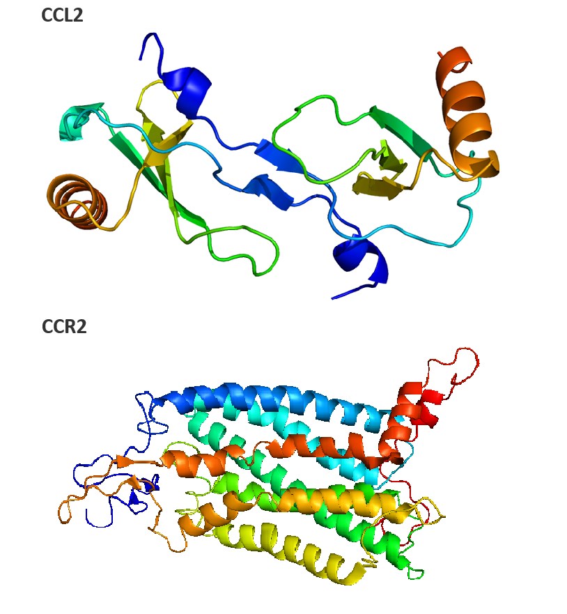 The structure of CCL2, CCR2.