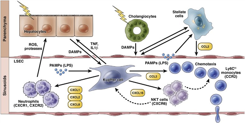 Important chemokine pathways for the initiation of liver inflammation.