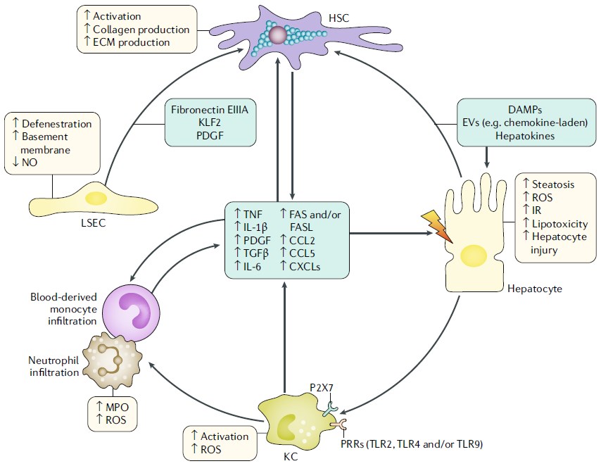 Intrahepatic crosstalk in the setting of NASH progression.