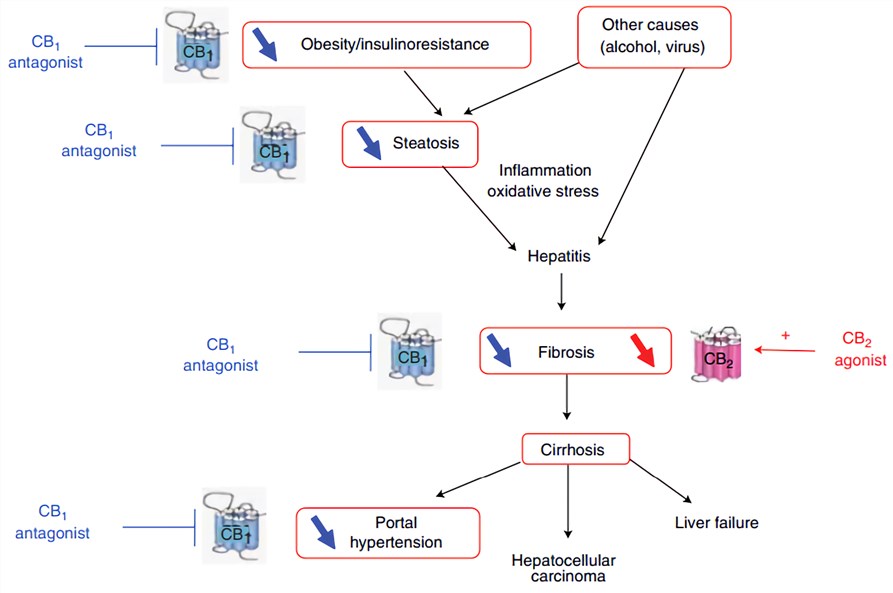  Therapeutic potential of CB1 antagonists and CB2 agonists for the treatment of chronic liver diseases.