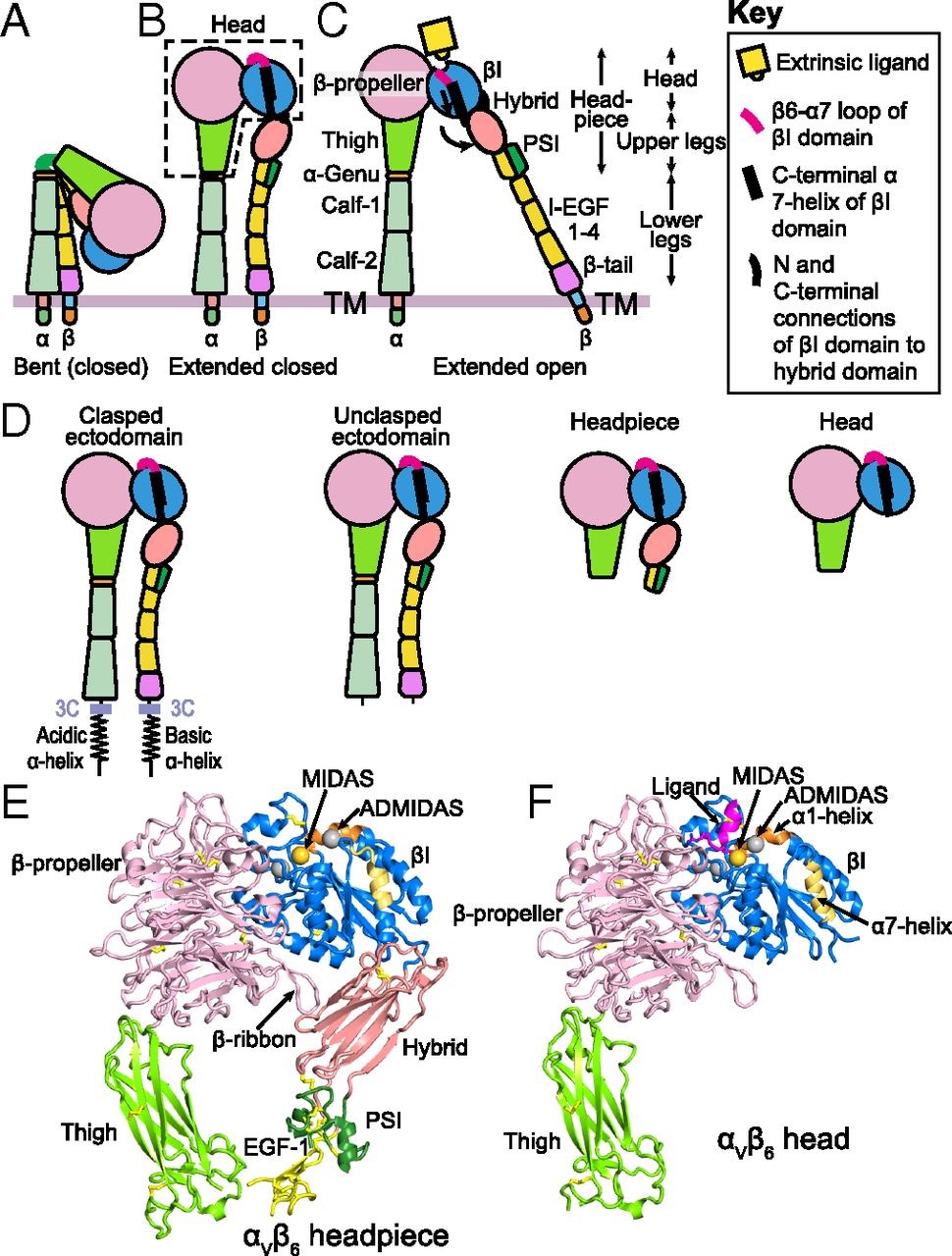 Schematics of integrins. 