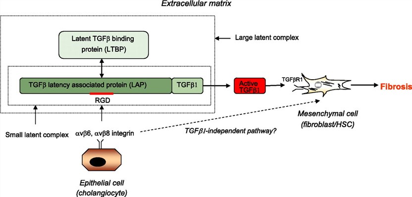 Integrin αvβ6 as an indirect mediator of liver fibrosis progression. 