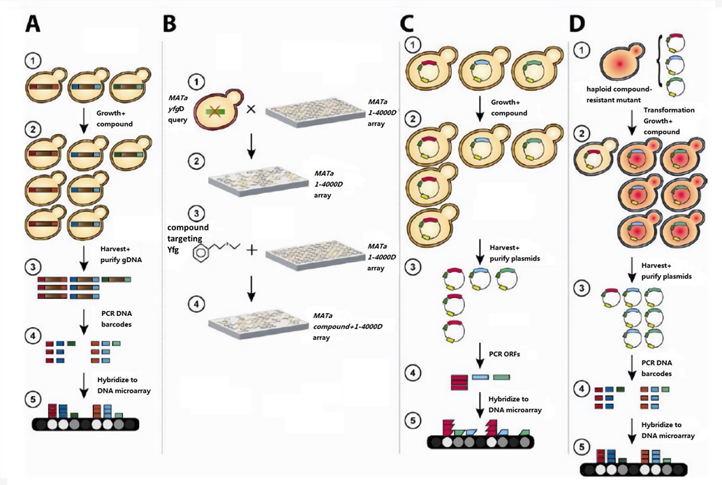 Diagram of the HIPHOP assay.