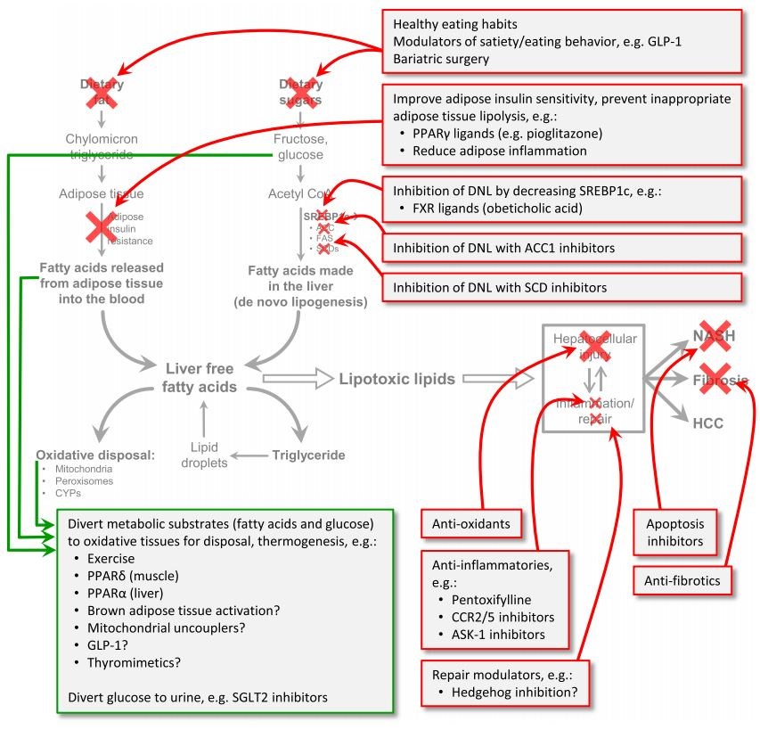 The substrate overload lipotoxic injury (SOLLI) model predicts targets of NASH therapy.