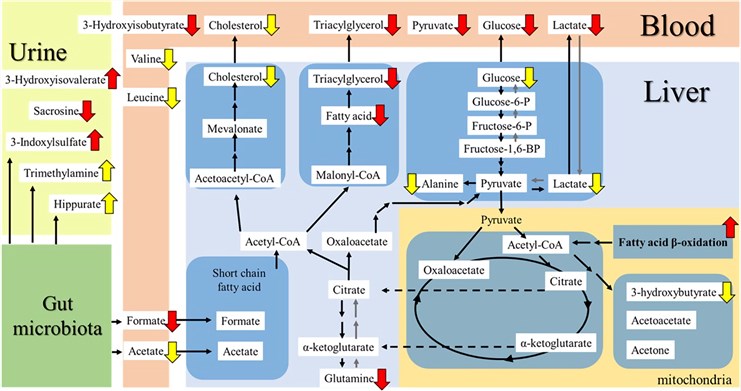 Summary scheme of PTX-targeted pathways in mice with combined NAFLD and T2D.