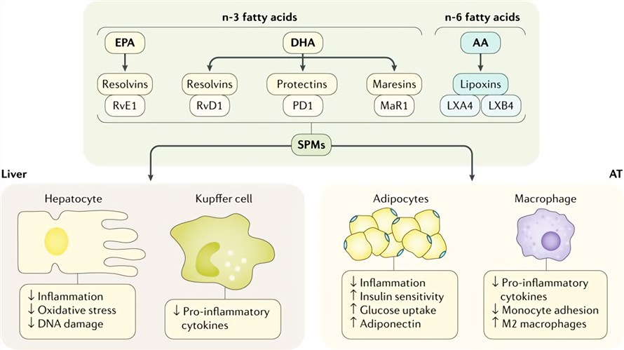 Mechanism of specialized pro-resolving mediators (SPMs) in the resolution of NASH inflammation.