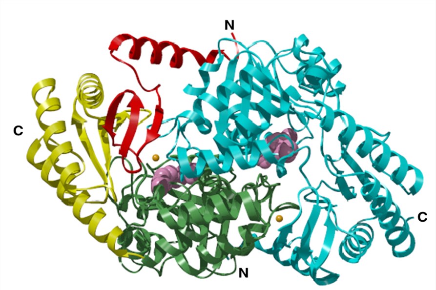 Overall structure of the holo serine palmitoyltransferase homodimer.