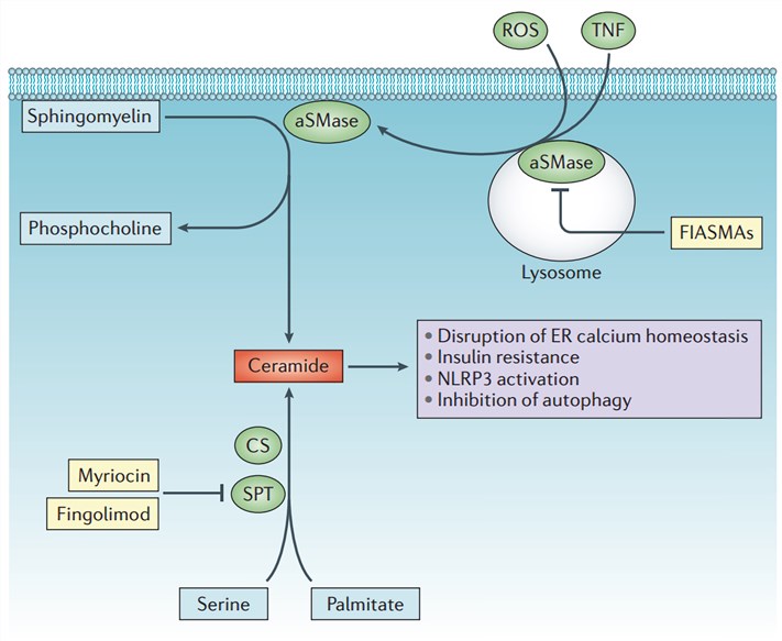 Ceramide synthesis and the pathogenesis of NASH.