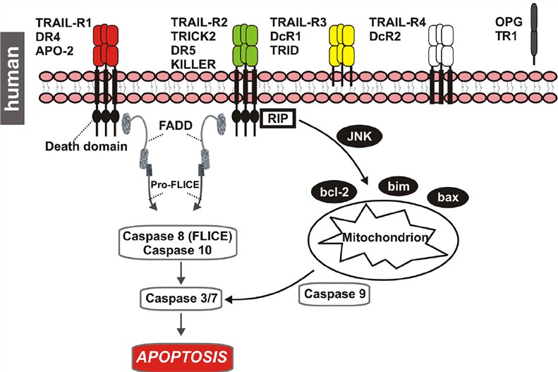 Human TRAIL receptors and intracellular signal cascade.