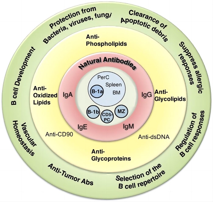 NAA characteristics overview. (Holodick, Rodríguez-Zhurbenko & Hernández, 2017)