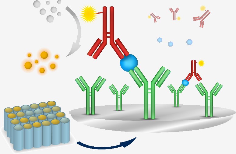 Fig.1 Workflow of ELISA. (Creative Biolabs Original)