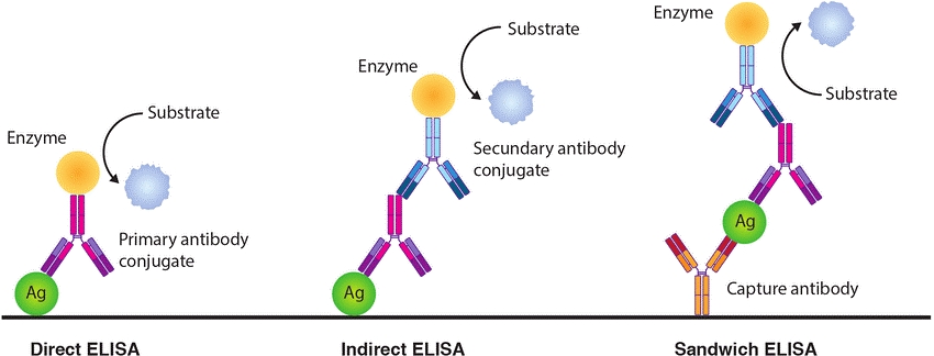 ELISA assays comparison.