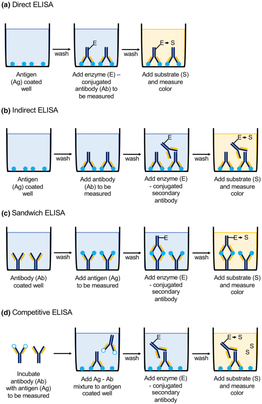 Fig.1 Four types of ELISA test workflow. (Boguszewska, et al., 2019)