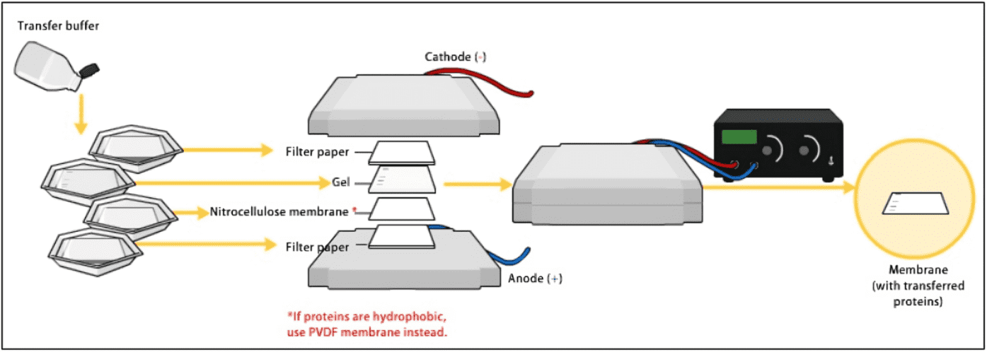 Fig.1 Western blot transfer. (https://commons.wikimedia.org/wiki/File:Western_blot_transfer.png)