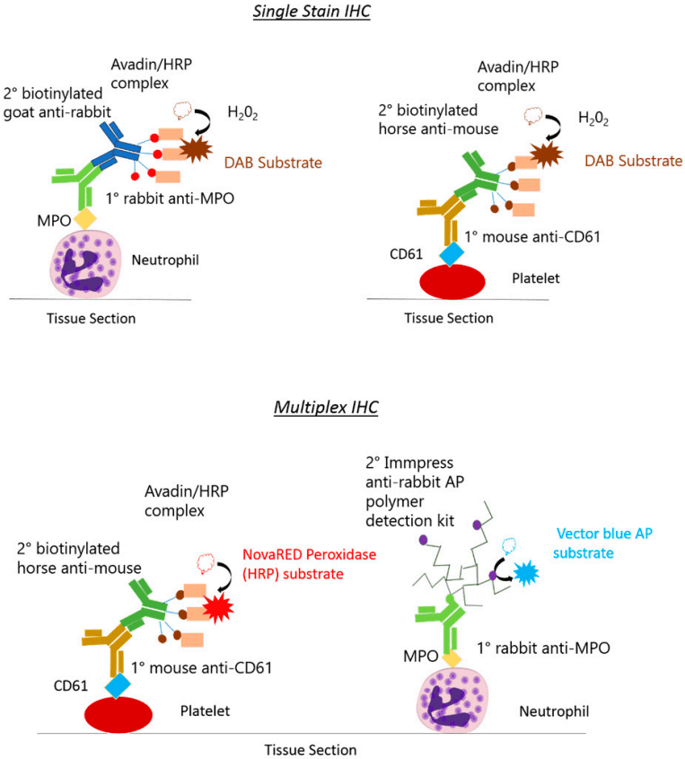 Fig.1 Detection systems of IHC. (Arnold, et al., 2022)