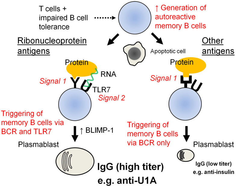 Fig.1 Autoantibody in SLE. (Han, et al., 2015)