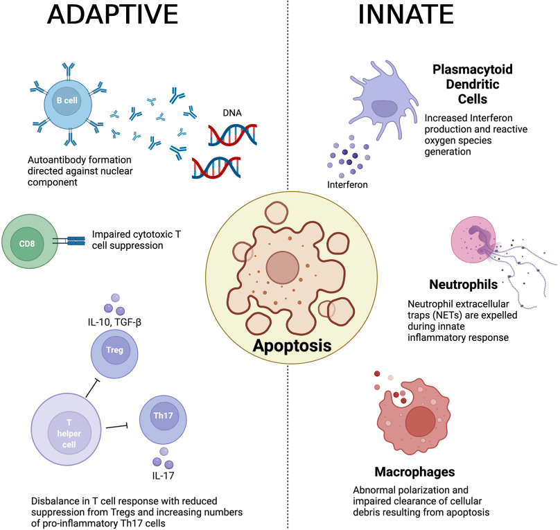 Fig.2 Pathogenesis of SLE. (Robinson, Meredyth and Chris, 2022)