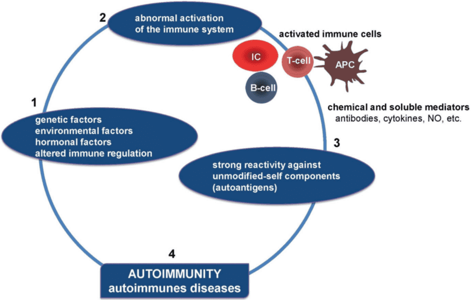 Fig.1 The autoimmune pathogenesis. (Aribi, 2017)