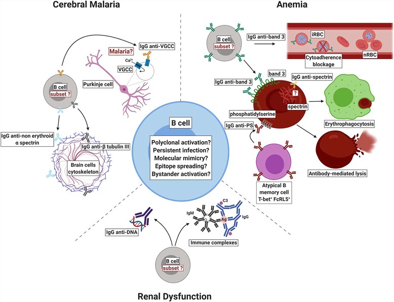 Schematic representation of self-reactive antibodies and their proposed role in the pathogenesis or protection against malaria.