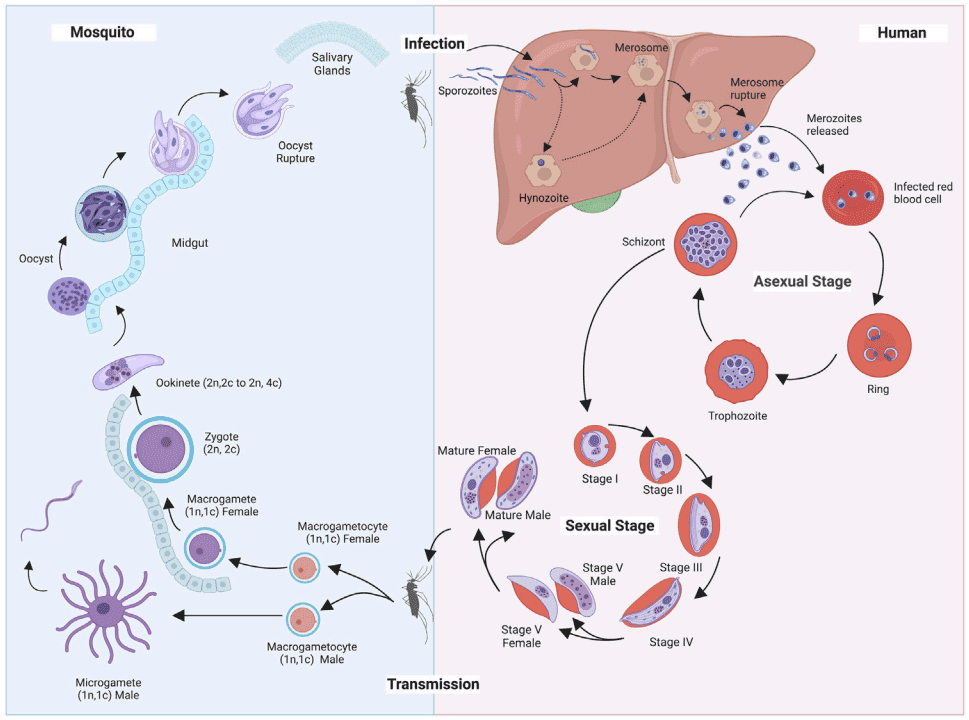 Fig.2 Malaria pathogenesis. (Chahine and Karine, 2022)